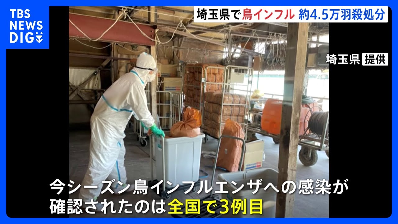 鳥インフルエンザで約4.5万羽のニワトリ殺処分 埼玉・毛呂山町|TBS NEWS DIG