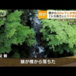 橋から40m下に女性転落死　「シカ見たい」スマホ撮影か…“スマホ撮影事故”海外でも(2023年11月6日)