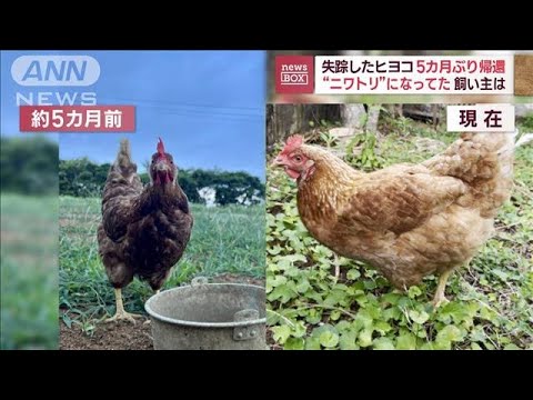 失踪ヒヨコが…5カ月ぶりに“ニワトリ”になって帰還　飼い主は(2023年11月17日)