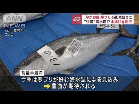 「今がお得」寒ブリ640本　競りに　“快適”海水温で水揚げアップ期待(2023年11月24日)