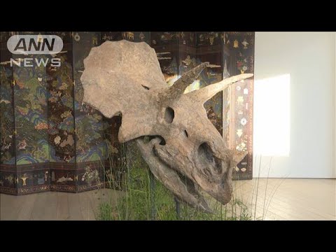 約6800万年前 トリケラトプスの化石 オークションに(2023年11月22日)