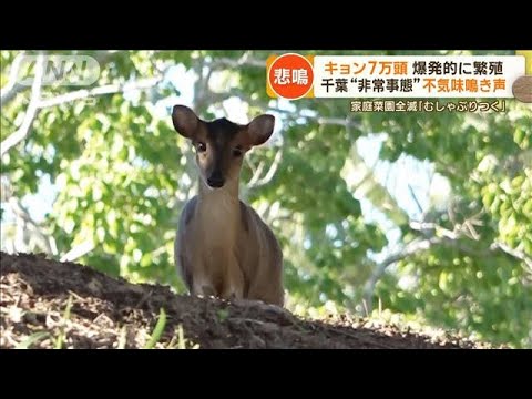 千葉“非常事態”　キョン7万頭が爆発的に繁殖　不気味な鳴き声…住民からは悲鳴も【もっと知りたい！】(2023年11月10日)