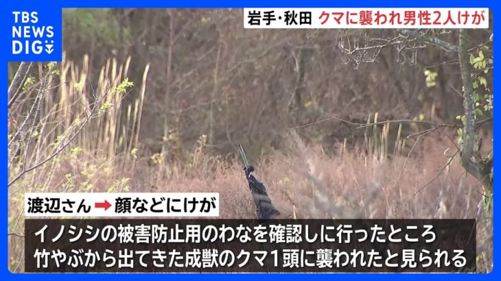 東北地方でクマ被害相次ぐ　70代男性と40代男性がクマに襲われ顔などにけが｜TBS NEWS DIG