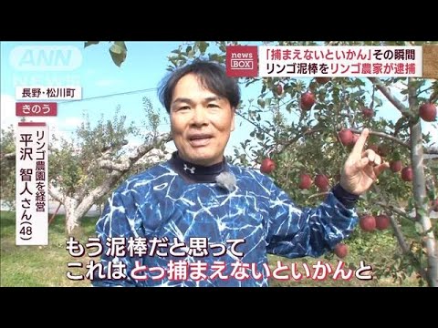 「捕まえないといかん」その瞬間　リンゴ窃盗の容疑者を農家が逮捕(2023年11月1日)