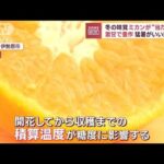 冬の味覚ミカンが“当たり年” 激甘で豊作 猛暑がいい影響!?(2023年11月1日)