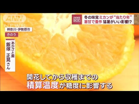 冬の味覚ミカンが“当たり年” 激甘で豊作 猛暑がいい影響!?(2023年11月1日)