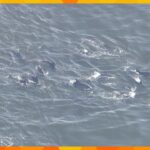 釣り人もびっくり！２０頭あまりのイルカの群れ　イワシやアジなど求めて迷い込んだか　神戸市沖