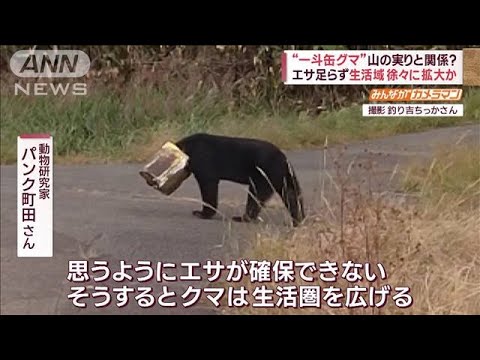 クマが予想外行動…一斗缶に頭? かぶったまま住宅近くを“悠々闊歩”(2023年11月2日)