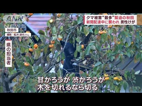 クマ被害“最多”緊迫の秋田　新聞配達中に襲われ　男性けが(2023年11月2日)