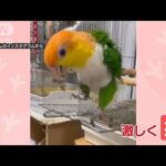 インコさんピョンピョン！　まるでトランポリン…扉の上で軽快なリズム「喜びの表現」(2023年11月3日)