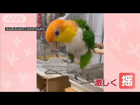 インコさんピョンピョン！　まるでトランポリン…扉の上で軽快なリズム「喜びの表現」(2023年11月3日)