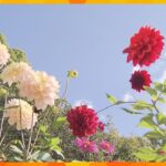 香り長持ち『秋のバラ』オリジナル交配種『ダリア』大阪府岸和田市とんぼ池公園で秋を彩る花々が見ごろ
