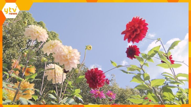 香り長持ち『秋のバラ』オリジナル交配種『ダリア』大阪府岸和田市とんぼ池公園で秋を彩る花々が見ごろ