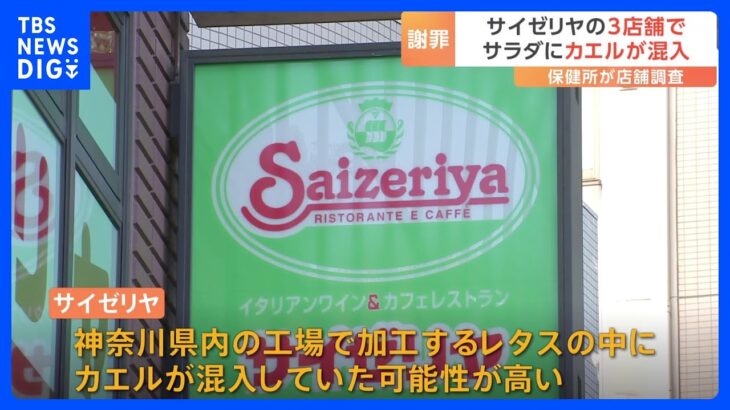客に提供したサラダにカエル混入　サイゼリヤが発表　東京と神奈川の3店舗で先月中旬に確認｜TBS NEWS DIG