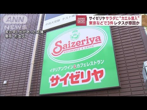 サイゼリヤでサラダに“カエル混入”　東京などで3件　レタスが原因か(2023年11月3日)