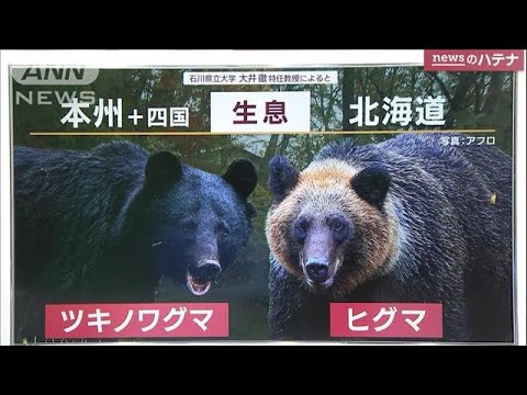 「知られざるクマの世界」専門家に聞く“ツキノワグマとヒグマ”の違いと共通点(2023年11月3日)