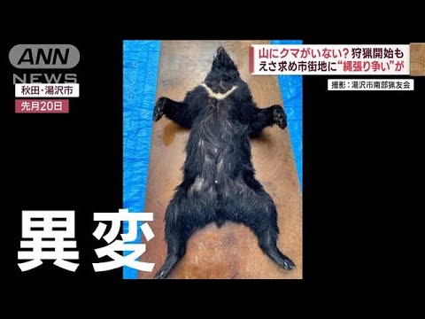 狩猟開始も…山にクマがいない？　えさ求め市街地に“縄張り争い”が　対策は(2023年11月3日)