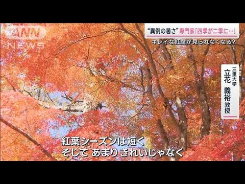 キレイな紅葉が見れなくなる可能性も…日本の四季が「二季」に？異例の暑さ続く(2023年11月4日)
