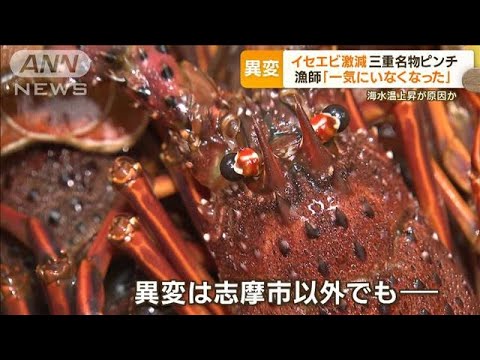 イセエビ“激減” 三重名物ピンチ！「一気にいなくなった」　いないはずの東北で大漁(2023年11月6日)