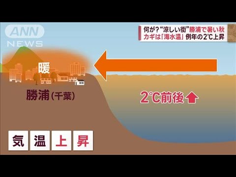 “異例残暑”各地で夏日続出　“涼しい街”勝浦で暑い秋…カギは「海水温」(2023年11月6日)