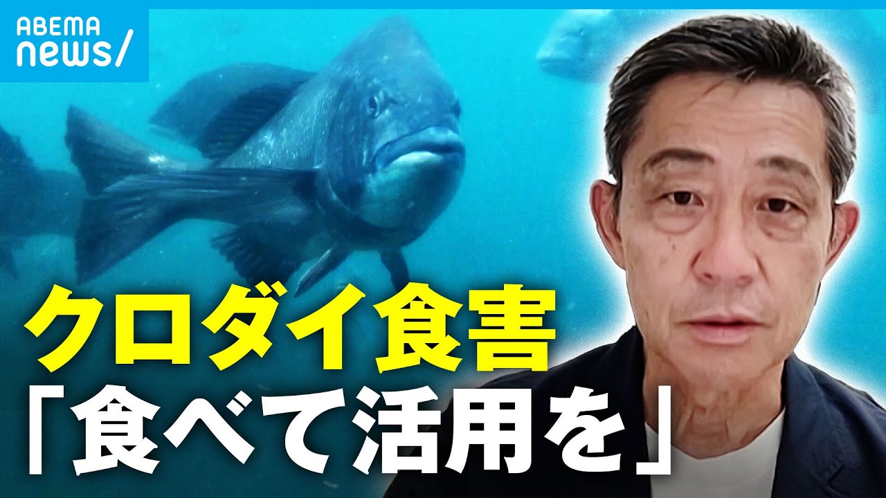【クロダイ】「冬はマダイに劣らない美味しさ」食害問題”食べて”解消へ…各地で取り組み｜アベモニ