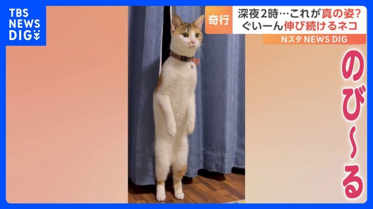 「伸びる伸びるどこまで伸びる」飼い猫が深夜に見せた謎の立ち姿がSNSで話題に！｜TBS NEWS DIG