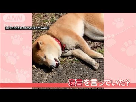 柴犬の寝言？　お昼寝中“うなり声”「ワウ～ン」　そして何事もなかったかのように…(2023年11月7日)