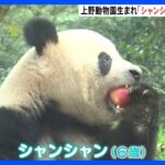 中国で“もぐもぐ”元気な姿　上野生まれシャンシャン、日本メディアに初公開｜TBS NEWS DIG