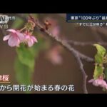 桜が開花“すでに三分咲き”クリスマスムードに…夏日？東京“100年ぶり”最高気温(2023年11月7日)