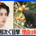 “柿の木で目撃相次ぐ”クマが民家の庭に　クマにとって柿の木は１番都合の良いエサ【Nスタ解説】｜TBS NEWS DIG