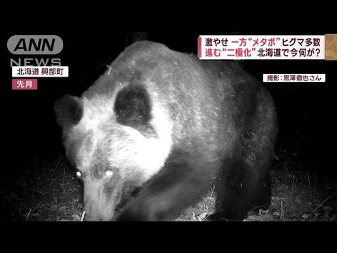 激やせとメタボ　進む“二極化”背景にクマ同士の「熾烈な生存競争」(2023年11月8日)