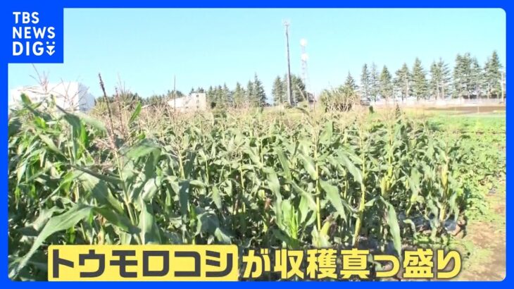 季節外れの暑さが続く中、予想していなかった出来事に農家は驚きの声｜TBS NEWS DIG