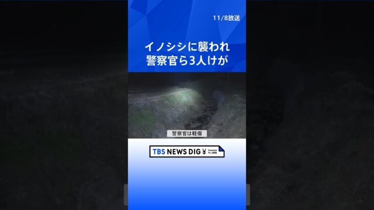 「罠にかかったイノシシに襲われた」群馬・富岡市でイノシシに襲われ警察官含む3人けが　2人は手足をかまれて重傷｜TBS NEWS DIG #shorts