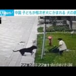 中国で犬の虐待拡大　子どもが相次ぎ犬に噛まれ…(2023年11月9日)