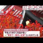 “東京で一番早い”紅葉スポット　平地より寒いのでもう見頃です(2023年11月9日)