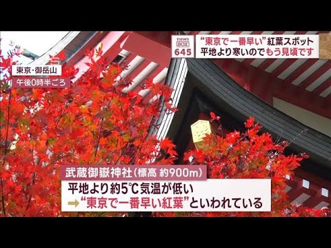 “東京で一番早い”紅葉スポット　平地より寒いのでもう見頃です(2023年11月9日)