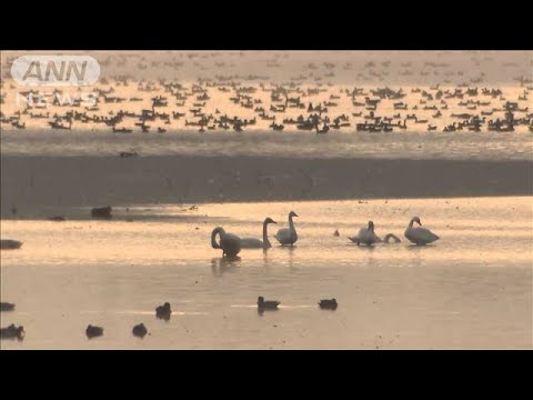 今シーズン初の渡り鳥調査 おおむね順調に飛来 宮城(2023年11月10日)