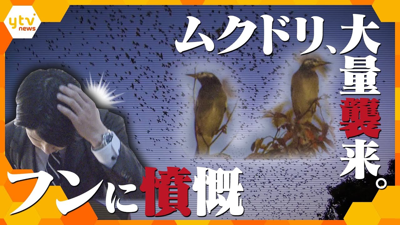 取材班も被害に…ムクドリ“大量襲来”で大迷惑　鳴き声とフンの被害で近隣住民が悲鳴【かんさい情報ネット ten.特集】