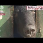 何度も出没　罠の窓から…クマの“鋭いきば”　ニワトリも襲撃？(2023年11月10日)