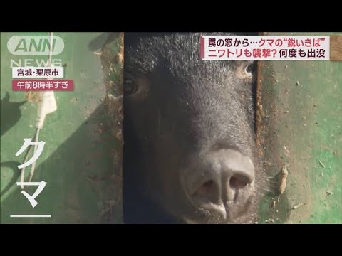 何度も出没　罠の窓から…クマの“鋭いきば”　ニワトリも襲撃？(2023年11月10日)