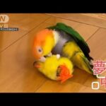 インコさん　後ろ歩きの“華麗ステップ”から…ガブッ！おもちゃをかんだ“真意”(2023年11月11日)