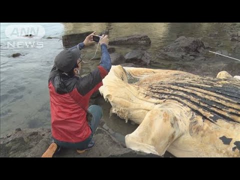 千葉・外房にザトウクジラの漂着死骸　繁殖海域の変化に迫る調査(2023年11月11日)