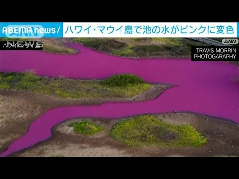 ハワイ・マウイ島で池がピンク色に変色　干ばつの影響か(2023年11月11日)