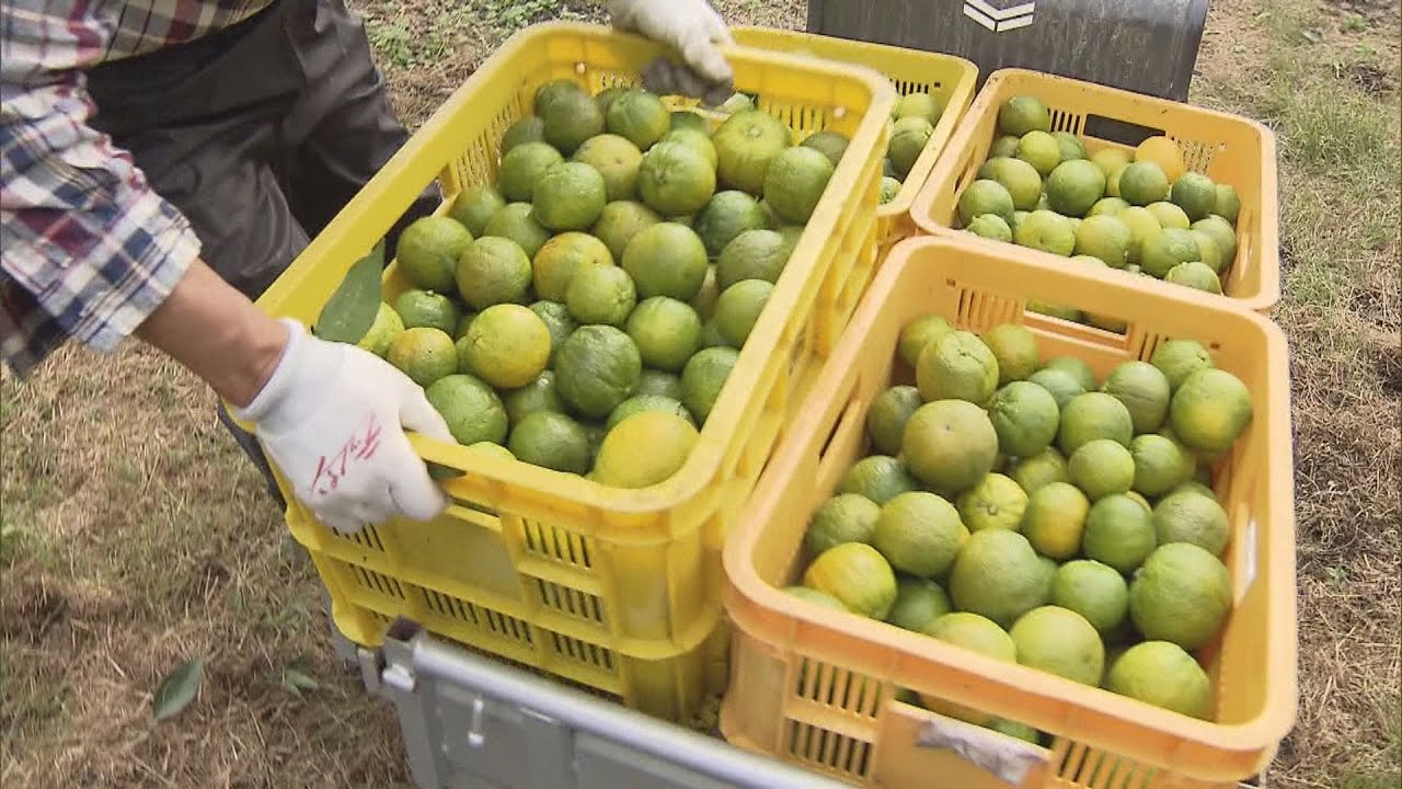 和歌山県北山村　村の特産品「じゃばら」の収穫始まる　ポン酢やドレッシングに加工され出荷へ