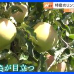 リンゴに異変“なかなか赤くならない？”夏の猛暑の影響で…見た目が例年通りのリンゴは全体の3割ほど｜TBS NEWS DIG