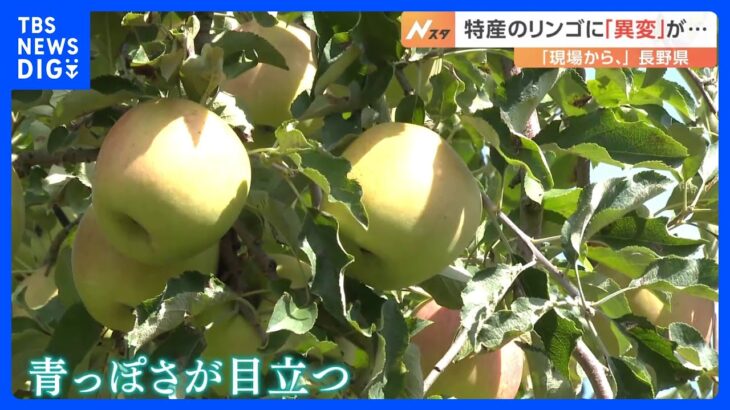 リンゴに異変“なかなか赤くならない？”夏の猛暑の影響で…見た目が例年通りのリンゴは全体の3割ほど｜TBS NEWS DIG