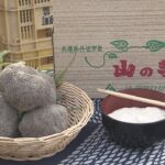 兵庫県丹波市、秋の味覚「山の芋」の収穫が最盛期　１１月末まで約６０トンの収穫が見込まれ全国に出荷