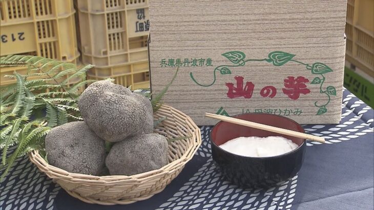 兵庫県丹波市、秋の味覚「山の芋」の収穫が最盛期　１１月末まで約６０トンの収穫が見込まれ全国に出荷