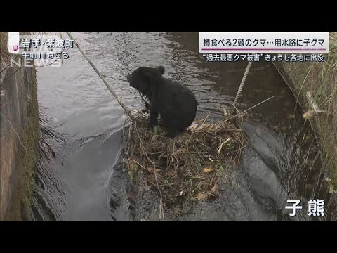 冬眠しない“穴持たず”今年は増加？狂暴クマと遭遇減へ…茂みの中も姿クッキリ新対策(2023年11月12日)