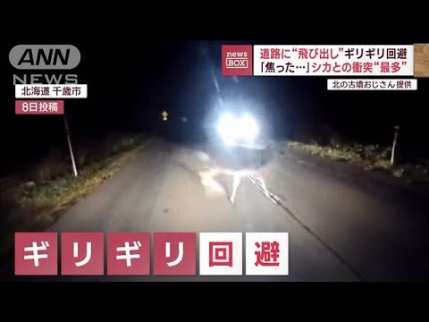 道路に“飛び出し”ギリギリ回避　「焦った…」シカとの衝突“最多”(2023年11月13日)